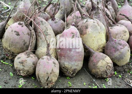 Auf einem Haufen auf dem Feld liegt die Ernte roter Tafelrüben. Stockfoto