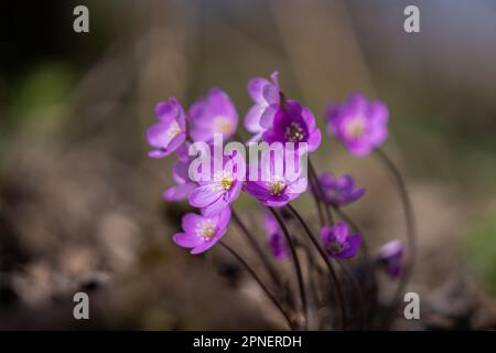 Pink hepatica liverleaf, Leberwort, Kidneykraut, Pennykraut (Hepatica nobilis, Anemone hepatica), Blüht bei Sonnenschein. Hintergrund. Tapete. Stockfoto