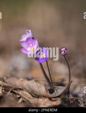 Pink hepatica liverleaf, Leberwort, Kidneykraut, Pennykraut (Hepatica nobilis, Anemone hepatica), Blüht bei Sonnenschein. Hintergrund. Tapete. Stockfoto