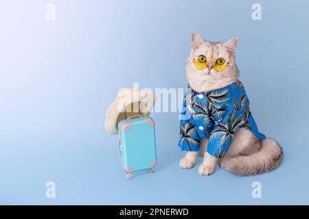 Weiße Katze in blauem Hemd und gelber Brille, neben einem kleinen blauen Koffer Stockfoto