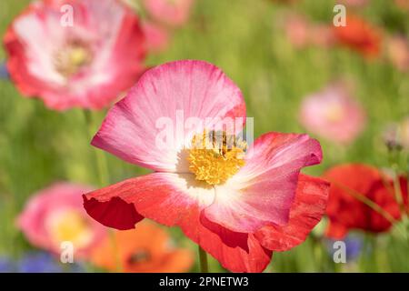 Nahaufnahme von Honigbienen, die mit Pollen bedeckt sind und auf rosa Mohnblumen landen Stockfoto