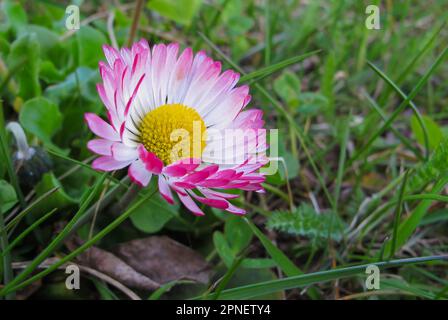 Schließen Sie die zarte weiße und rosafarbene Blume Daisy oder Bellis Perennis in einem Frühlingsgarten mit wunderschönem Blumenhintergrund im Freien. Stockfoto