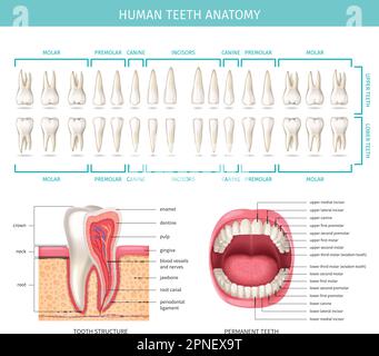 Menschliches Zahnanatomie-Diagramm mit realistischer Kiefer-Zahn-Vektordarstellung Stock Vektor