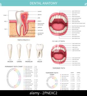 Menschliche Zähne realistische Infografiken mit zahnärztlichen Anatomiekarten Vektordarstellung Stock Vektor