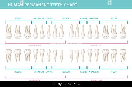 Zahnärztliche Anatomiekarte mit permanenter menschlicher Zahndarstellung mit realistischer Vektordarstellung Stock Vektor
