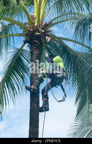 Baumchirurg in Sicherheitskletterausrüstung, Kokospalmen aus Sicherheitsgründen, Cairns, Far North Queensland, FNQ, QLD, Australien Stockfoto