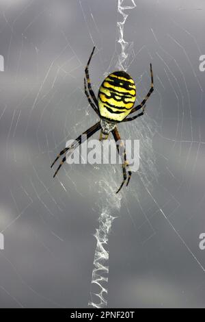 Schwarz-gelber argiope, schwarz-gelber Gartenspinne (Argiope bruennichi), weiblich im Netz, Dorsalblick, Deutschland Stockfoto