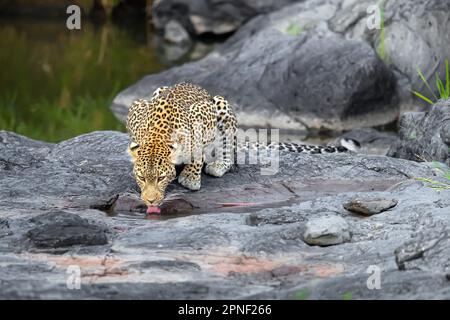 leopard (Panthera Pardus), Leopardine, die Wasser aus einer Pfütze auf einem Felsen trinkt, Blick nach vorne, Kenia, Masai Mara Nationalpark Stockfoto