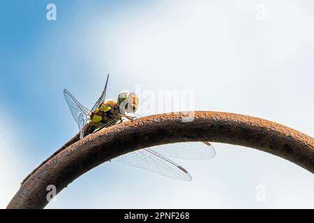 Gewöhnliches Sympetrum, gewöhnlicher Dart (Sympetrum striolatum), auf einem Stück Metall sitzend, Seitenansicht, Deutschland Stockfoto