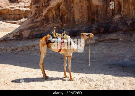 Bactrianisches Kamel, Kamel mit zwei Buckeln (Camelus bactrianus), domestiziertes Kamel, das in der Wüste sattelt steht, Seitenansicht, Jordanien Stockfoto