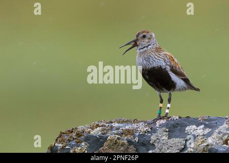 dunlin (Calidris alpina), in Zuchtgefiebern, Beringed, Skandinavien Stockfoto