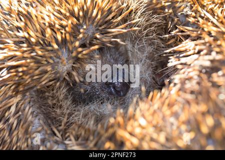 Westlicher Igel, Europäischer Igel (Erinaceus europaeus), aufgerollt, Deutschland Stockfoto