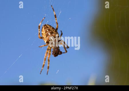 Kreuz Orbweaver, Europäische Kreuzspinne Kreuz Spinne (Araneus Diadematus), im Web, Deutschland Stockfoto