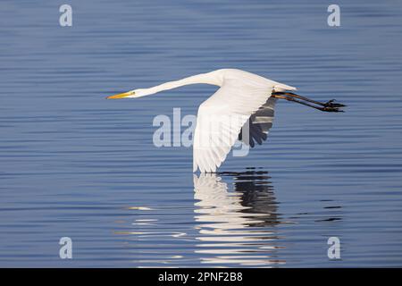 Großer Reiher, großer Weißer Egret (Egretta alba, Casmerodius albus, Ardea alba), der über eine Wasseroberfläche hinausfliegt, Seitenansicht, Deutschland, Bayern, Stockfoto