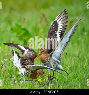 Schwarzschwanzgott (Limosa limosa), territorialer Kampf zweier Schwarzschwanzgottwichte, Deutschland, Niedersachsen Stockfoto