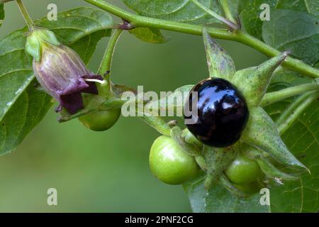 Tödlicher Nachtschatten (Atropa bella-Donna, Atropa belladonna), mit Blumen und Früchten, Deutschland, Bayern Stockfoto