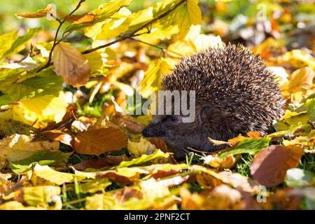 Westlicher Igel, Europäischer Igel (Erinaceus europaeus), in Herbstblättern, Deutschland Stockfoto