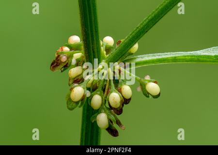 Holzdock, Rotweindock (Rumex sanguineus), mit unreifen Früchten, Österreich, Tirol Stockfoto