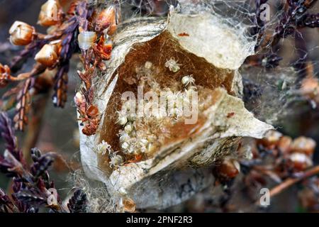 Schwarz-gelbe Argiope, schwarz-gelbe Gartenspinne (Argiope bruennichi), geöffneter Kokon mit vielen Jungtieren in einem Sträucher, Seitenansicht, Stockfoto