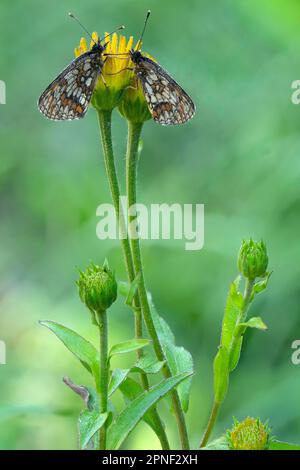 heidenfritillar (Melitaea athalia, Mellicta athalia), zwei Schmetterlinge in gelber Blüte mit Morgentau, Seitenansicht, Österreich, Tirol Stockfoto