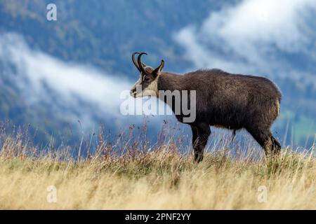 Chamois (Rupicapra rupicapra), stehender Mann, französische niedrige Berge im Hintergrund, Frankreich, Vogesen, Le Hohneck Stockfoto