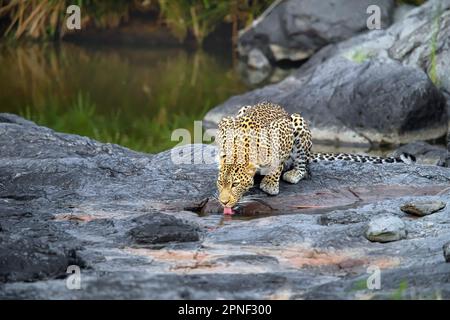 leopard (Panthera Pardus), Leopardine, die Wasser aus einer Pfütze auf einem Felsen trinkt, Blick nach vorne, Kenia, Masai Mara Nationalpark Stockfoto