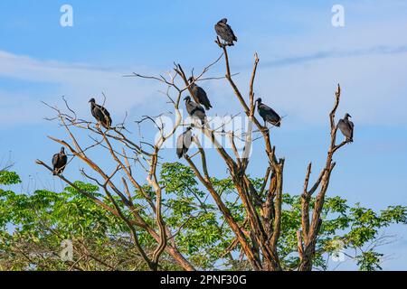 Amerikanischer Schwarzgeier (Coragyps atratus), Truppen auf einem toten Baum, Venezuela, Apure, Hato El Cedral Stockfoto