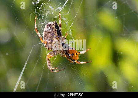 Kreuzworträtsel, europäische Gartenspinne, Kreuzspinne (Araneus diadematus), weiblich mit gefangenem Marienkäfer, Deutschland Stockfoto