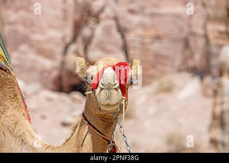 Bactrianisches Kamel, Kamel mit zwei Humpen (Camelus bactrianus), gekettetes zahmes Kamel in der Wüste, Porträt, Jordanien Stockfoto