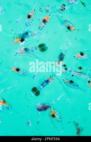 Copepoda, Zooplankton Stockfoto