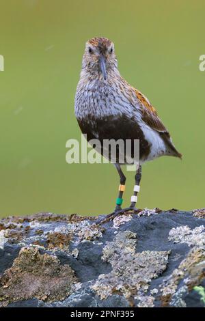 dunlin (Calidris alpina), in Zuchtgefiebern, Beringed, Skandinavien Stockfoto