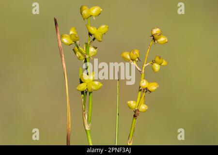 rannoch-Rush, Scheuchzeria palustris, Fruiting, Deutschland, Bayern, Murnauer Moos Stockfoto