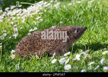 Westlicher Igel, europäischer Igel (Erinaceus europaeus), auf einem Rasen mit Gänseblümchen, Duft, Deutschland Stockfoto