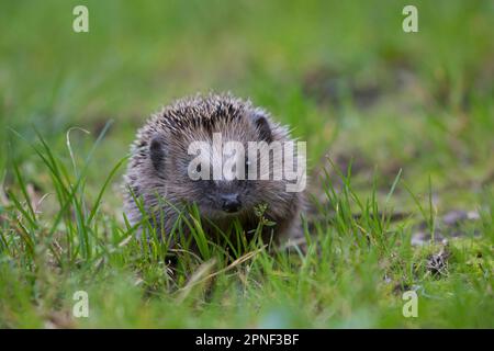 Westlicher Igel, Europäischer Igel (Erinaceus europaeus), auf dem Rasen spazieren, Deutschland Stockfoto