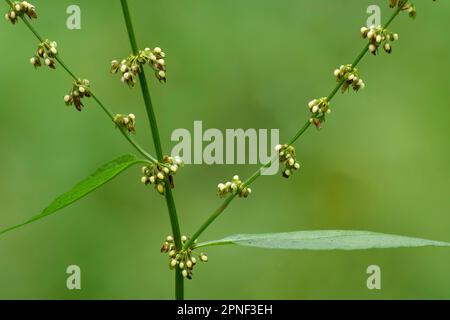 Holzdock, Rotweindock (Rumex sanguineus), mit unreifen Früchten, Österreich, Tirol Stockfoto