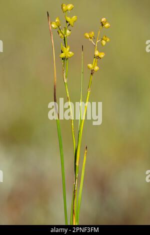 rannoch-Rush, Scheuchzeria palustris, Fruiting, Deutschland, Bayern, Murnauer Moos Stockfoto