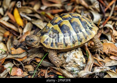 Hermann-Schildkröte, griechische Schildkröte (Testudo hermanni), im Herbstlaub, Seitenansicht, Kroatien Stockfoto