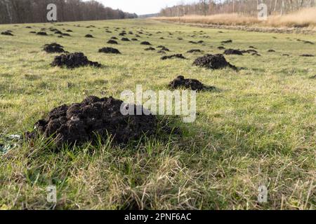 Gefahr - Mückenschlange (Talpa europaea) auf einem Schutzdeich an der Ostsee Stockfoto