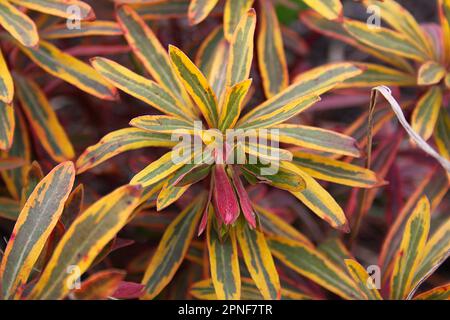 Nahaufnahme einer Euphorbia ascot Regenbogen, die im Frühling im Garten gewachsen ist Stockfoto