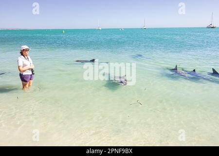 Meeresbiologe interagiert mit den wilden Delfinen, die in der Nähe des Ufers von Monkey Mia in Shark Bay, Australien kommen. Stockfoto