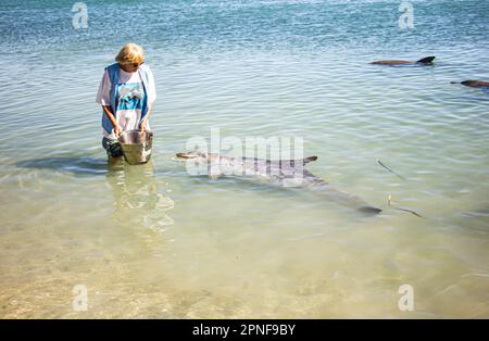 Eine Frau interagiert mit den wilden Delfinen, die sich dem Ufer von Monkey Mia in Shark Bay, Australien nähern. Stockfoto