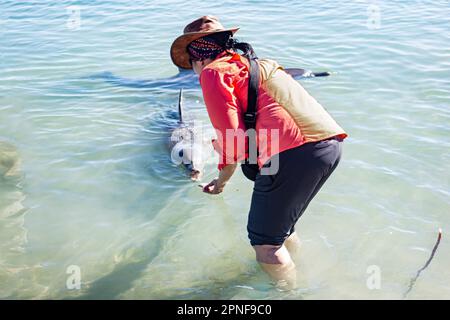 Eine Frau interagiert mit den wilden Delfinen, die sich dem Ufer von Monkey Mia in Shark Bay, Australien nähern. Stockfoto