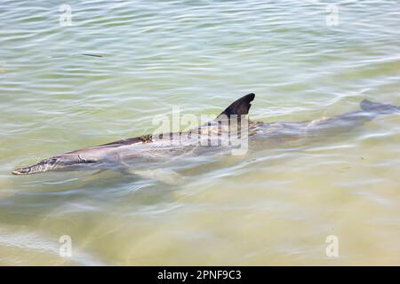 Ein Delfin schwimmt im flachen Wasser von Monkey Mia in Shark Bay in Westaustralien, Australien. Stockfoto