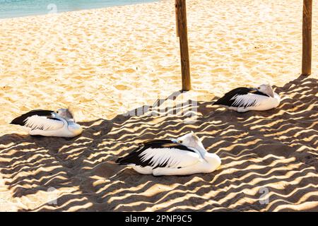 Australische Pelikane (Pelecanus conspicillatus) ruhen im Schatten am Strand von Monkey Mia in Shark Bay, Westaustralien, Australien. Stockfoto