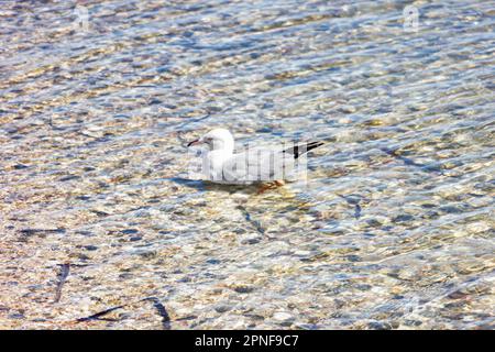 Die Silbermöwe (Chroicocephalus novaehollandiae) im klaren, flachen Wasser des Monkey Mia Beach in Shark Bay, Australien. Stockfoto