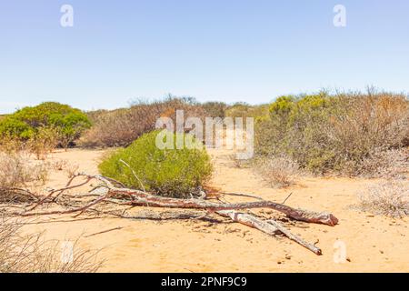 Trockene Landschaft im Peron Homestead Precint im Francois Peron National Park of Shark Bay in Westaustralien, Australien. Stockfoto