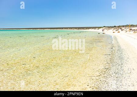 Der Strand von Little Lagoon in der Nähe von Denham in Shark Bay, Australien. Stockfoto