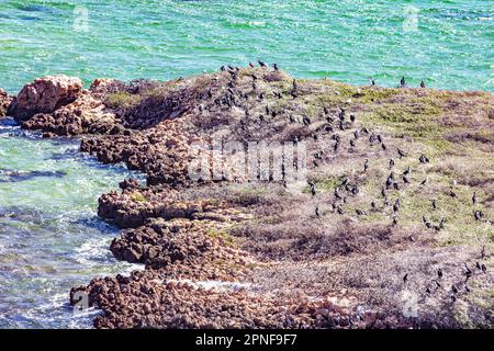 Scharen von Rattenkormoranen auf Eagle Island im Wasser des Denham Sound am Eagle Bluff in Shark Bay o Western Australia, Australien. Stockfoto