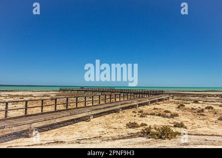 Die Promenade über Stromatoliten, die älteste Lebensform der Erde, befindet sich am Hamelin Pool in der Shark Bay Region in Westaustralien, Australien. Stockfoto