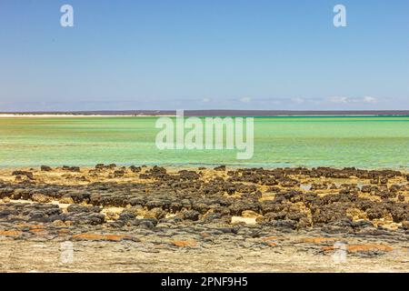 Blick auf Stromatolitenformationen, die älteste Lebensform, die am Hamelin Pool in Shark Bay, Westaustralien, Felsformationen ähnelt. Stockfoto